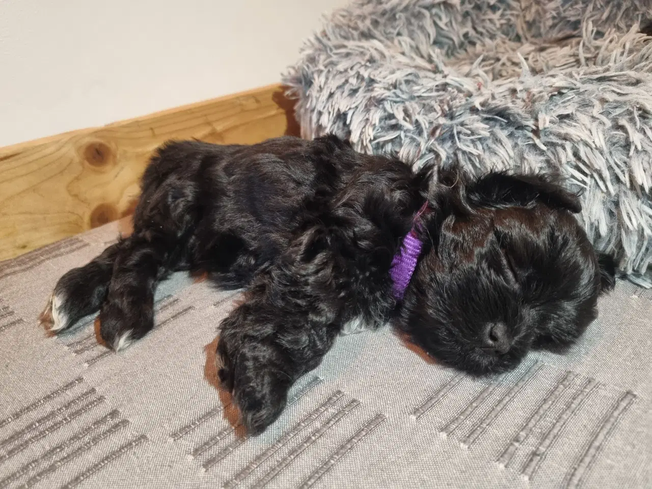 Billede 2 - Skønne Bichon Havanais-hvalpe søger kærlige hjem