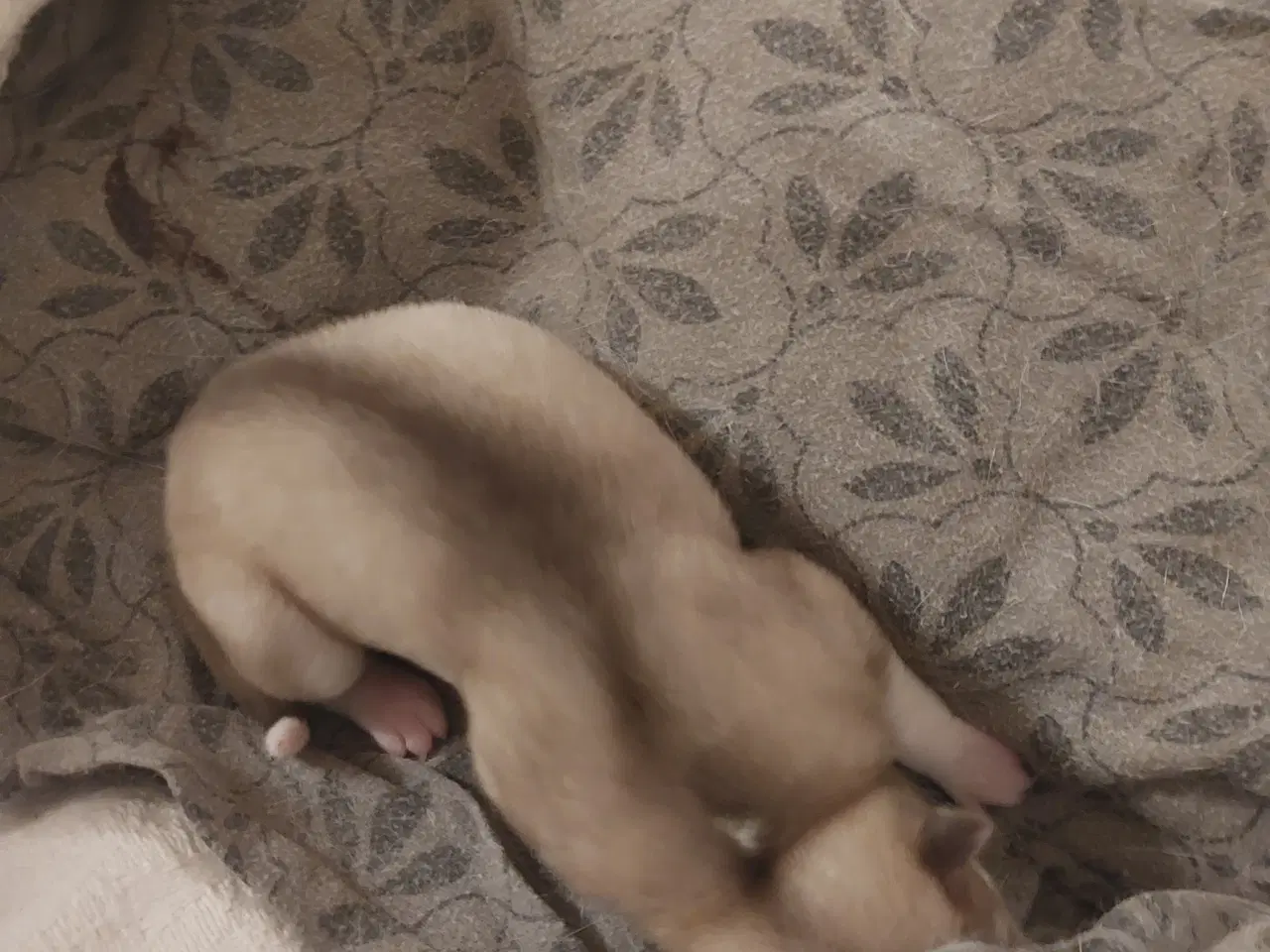 Billede 4 - Ægte Siberian Husky.