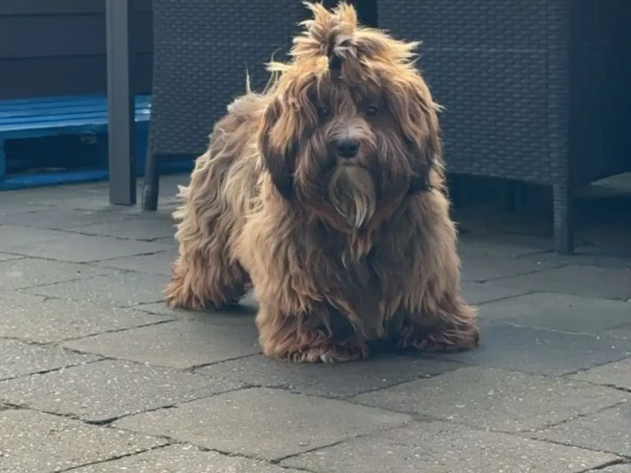 Billede 1 - Hanhund tilbydes til avl