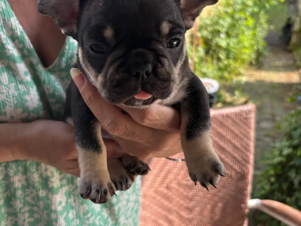 Billede 10 - Franske bulldog hvalpe