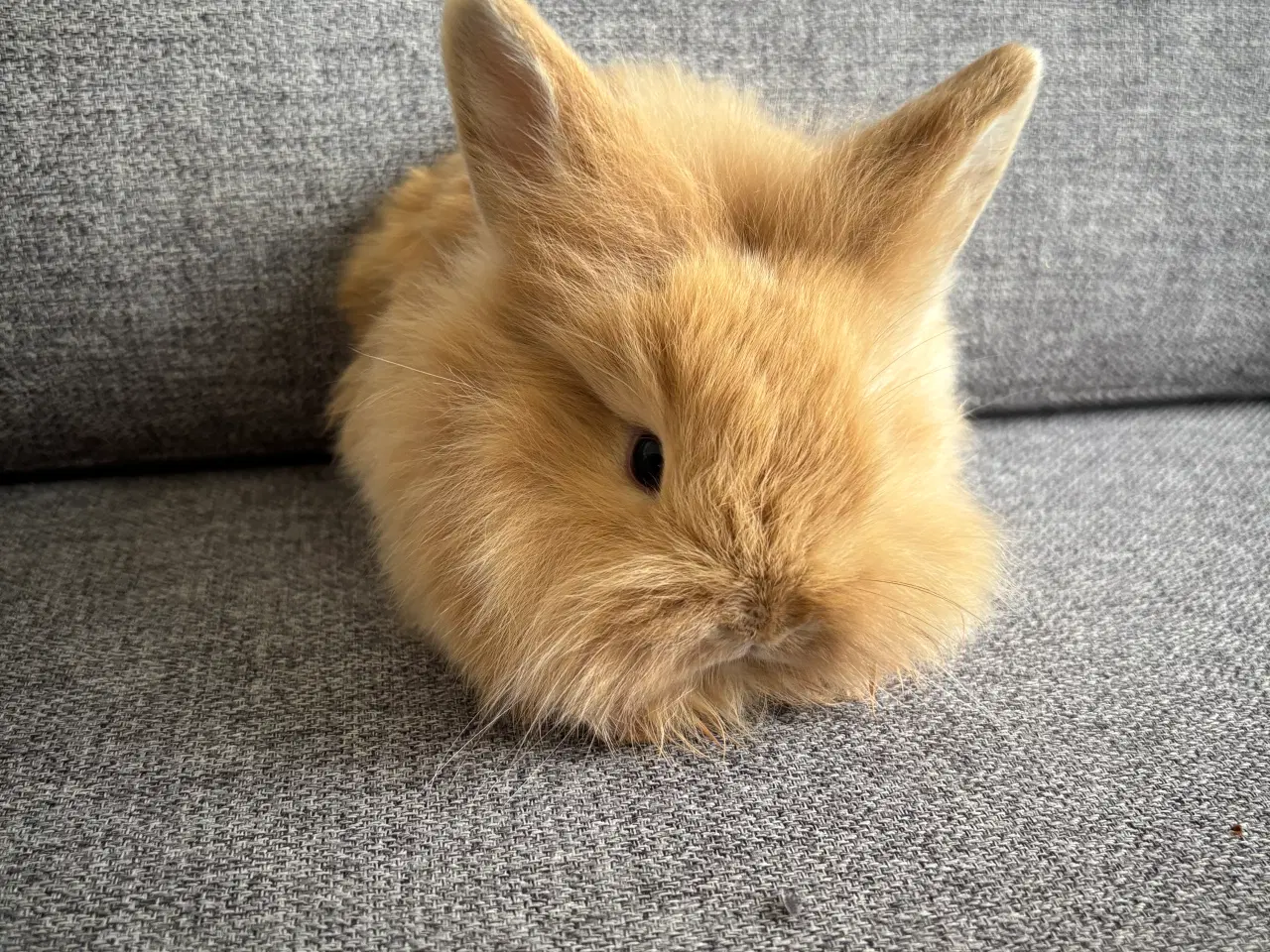 Billede 4 - Løvehoved/minilop kanin unger