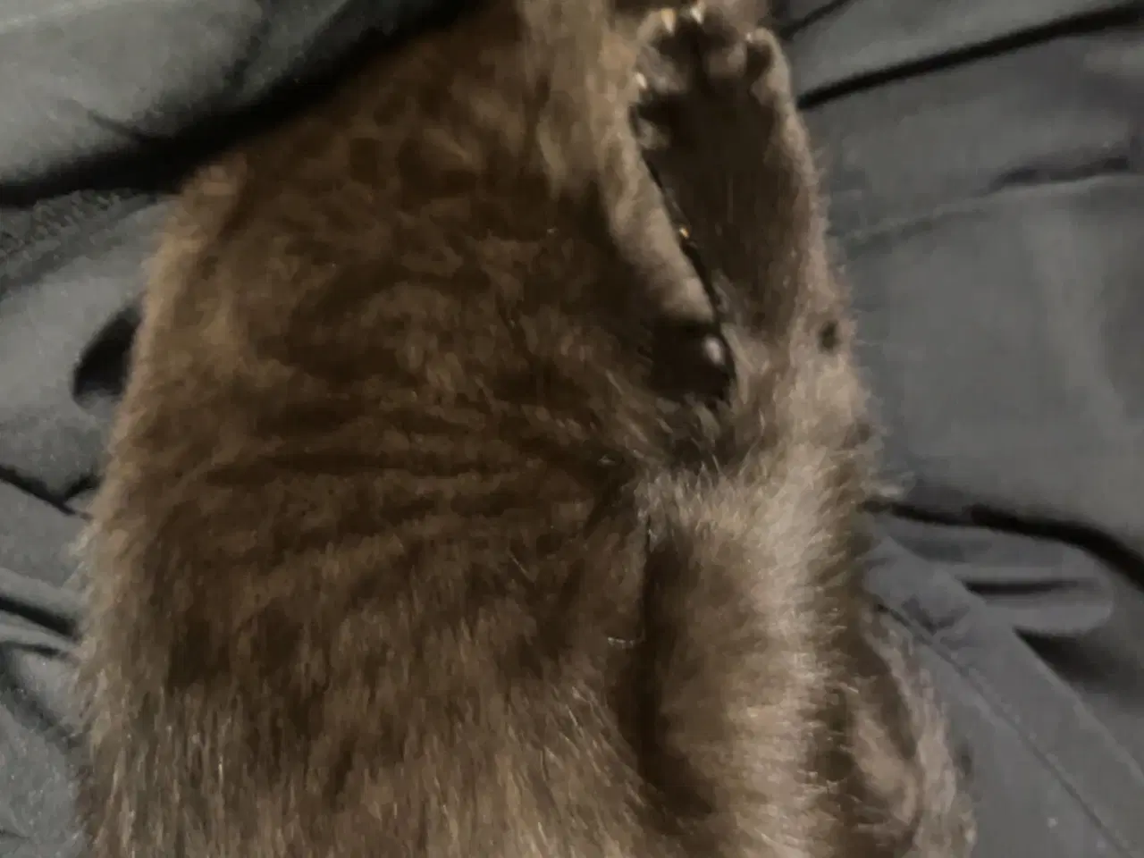 Billede 2 - Jeg skal sælge min kat da jeg ikk kan ha den mere