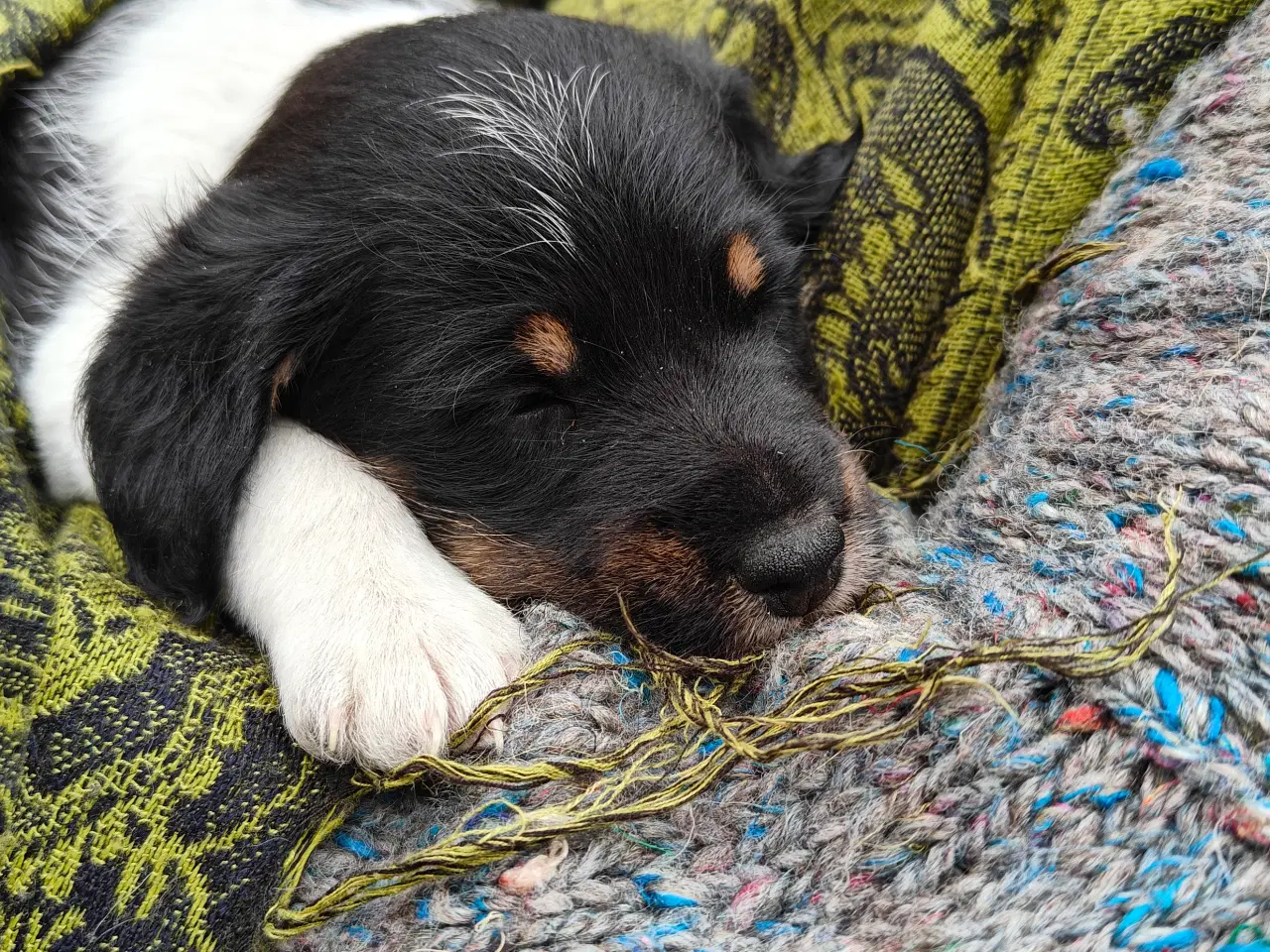 Billede 10 - Jack a poo hvalpe. SOLGT
