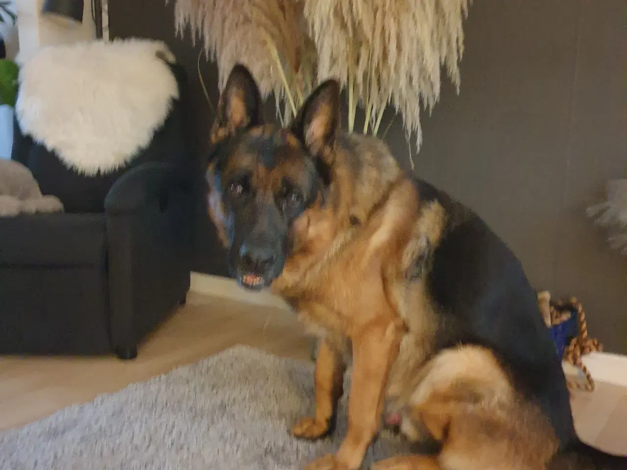 Billede 4 - Schæfer/Husky blandindshvalpe på vej. Bliver født 