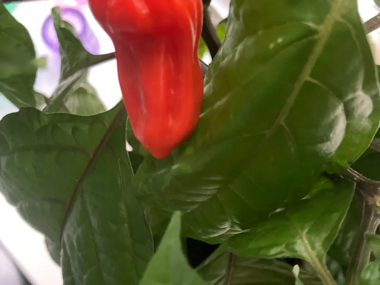 Billede 3 - Bhut jolokia purple chili frø