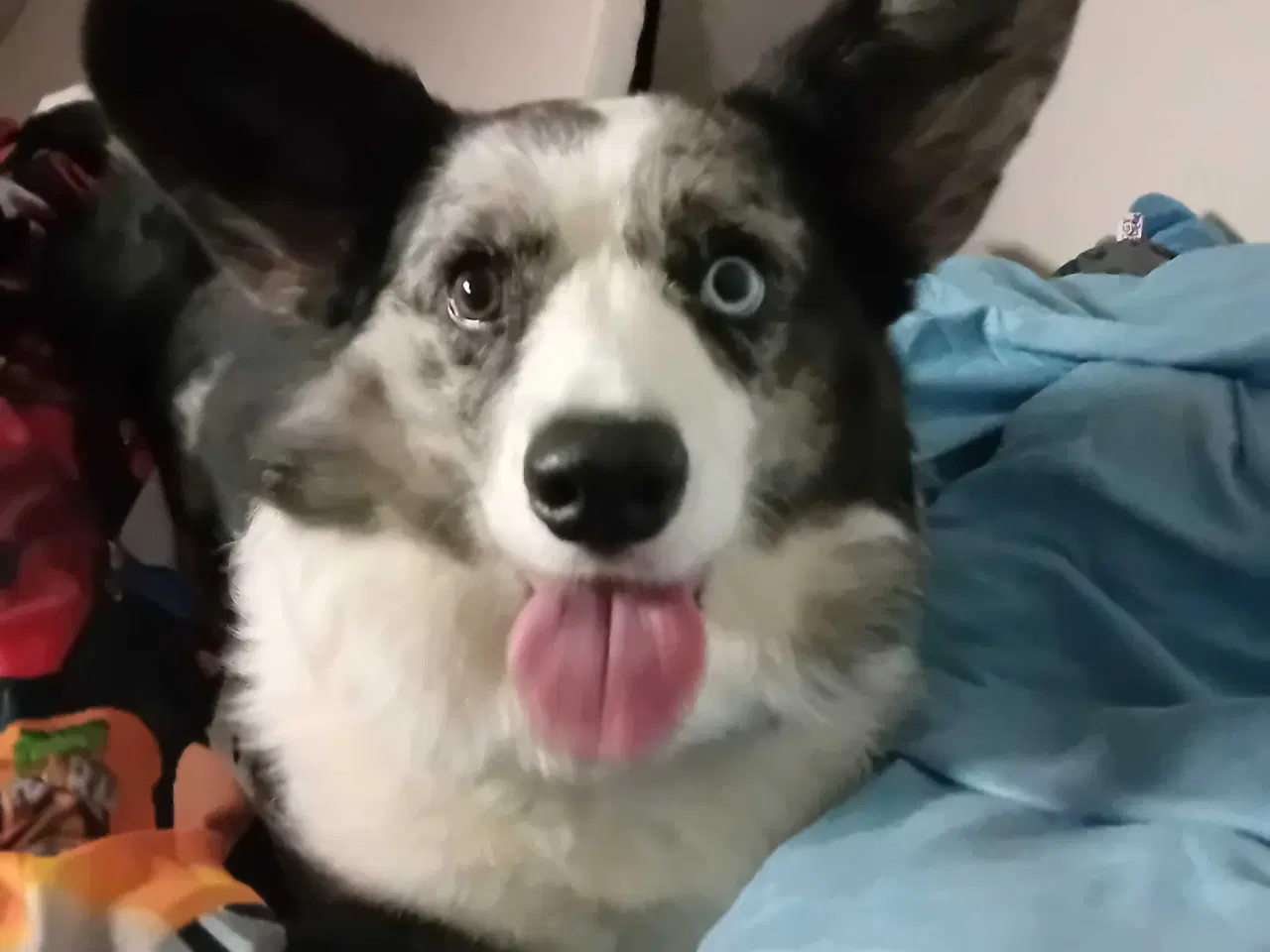 Billede 2 - Welsh corgi cardigan 