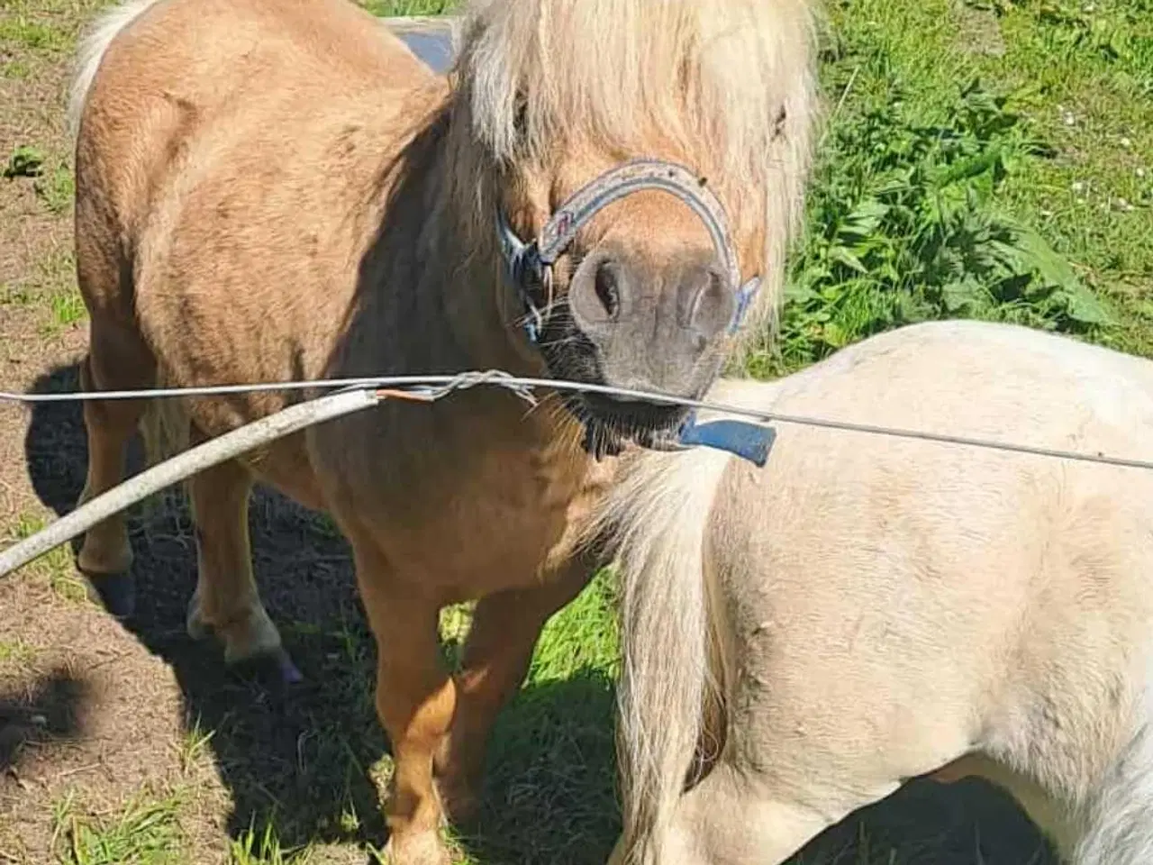 Billede 2 - Shetland hingst 4 år rød pas