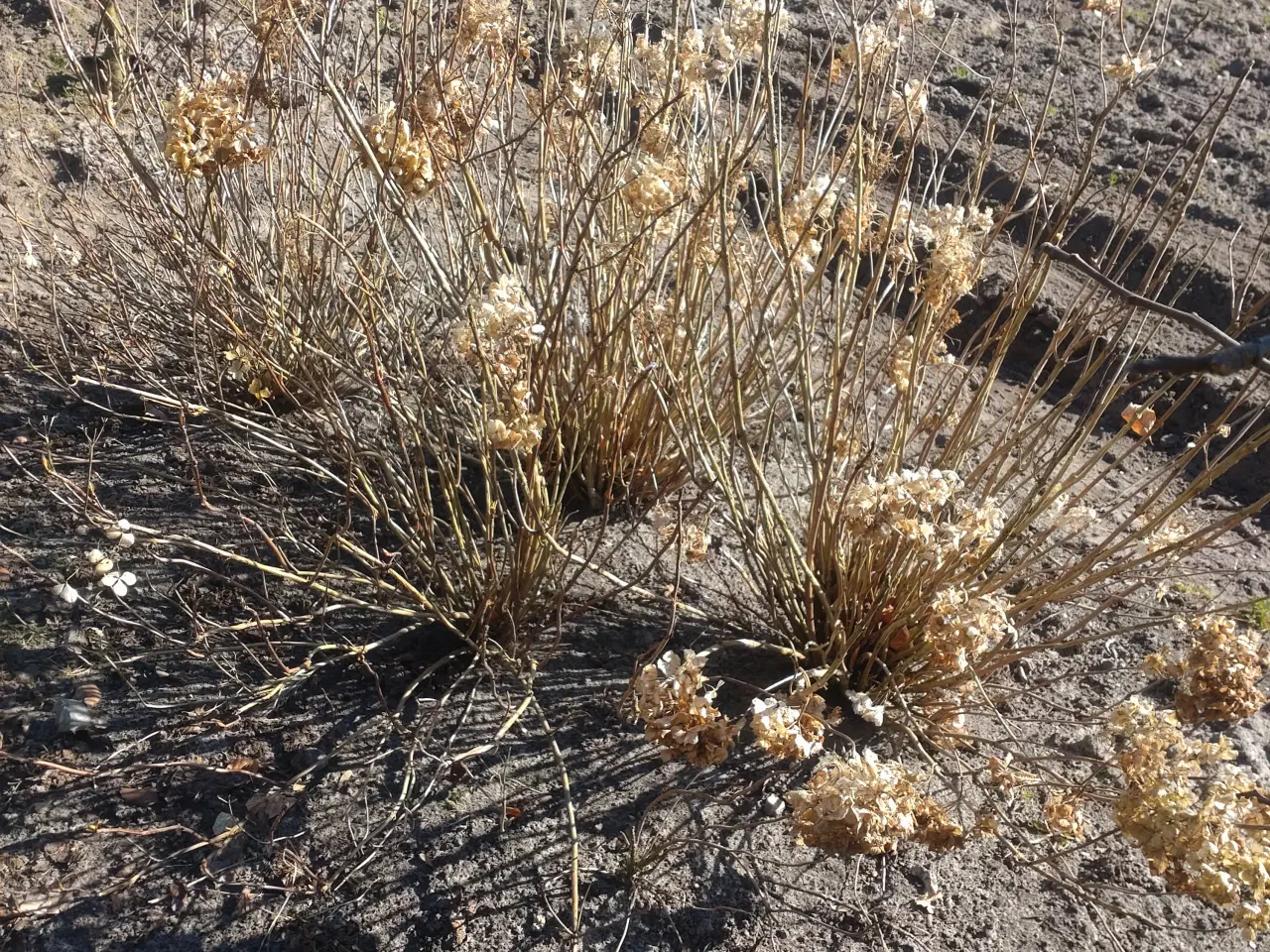 Billede 5 - Buksbom. Hortensia