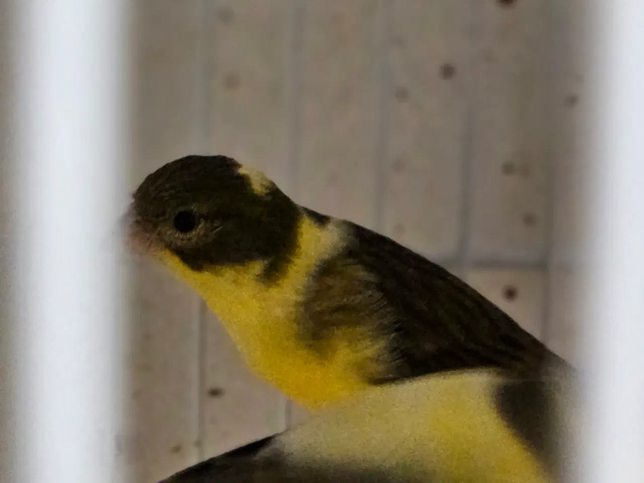 Billede 1 - Irich Fancy