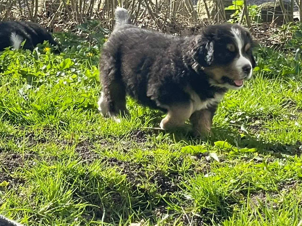 Billede 2 - Berner Senne hvalpe 