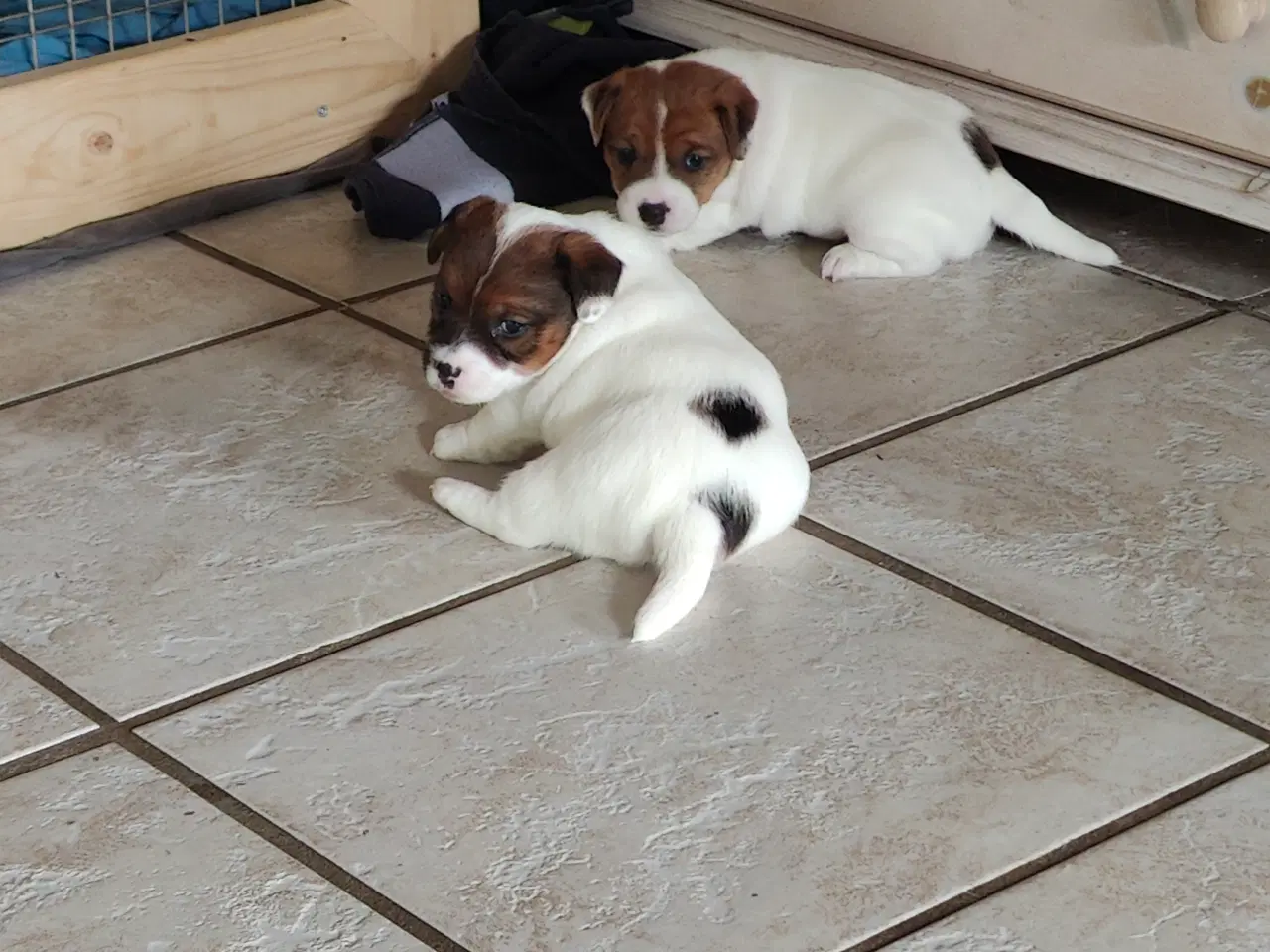 Billede 1 - Jack Russell Terrier hvalpe