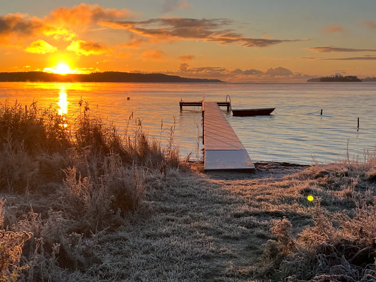 Billede 1 - HundeHvalp / værtsfamilie - omplacering