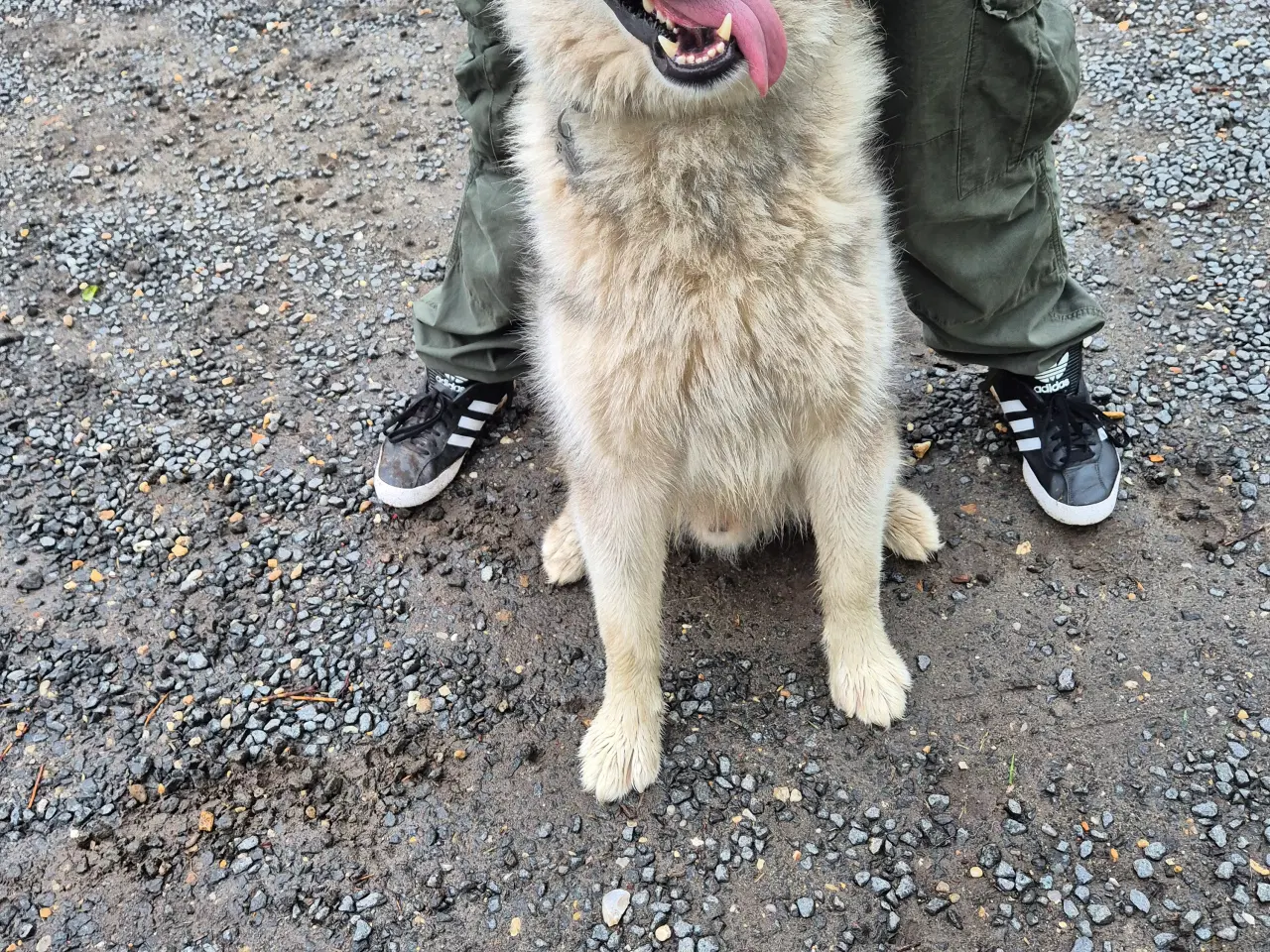 Billede 3 - Berner sennen/alaskan malamute blandings hvalp