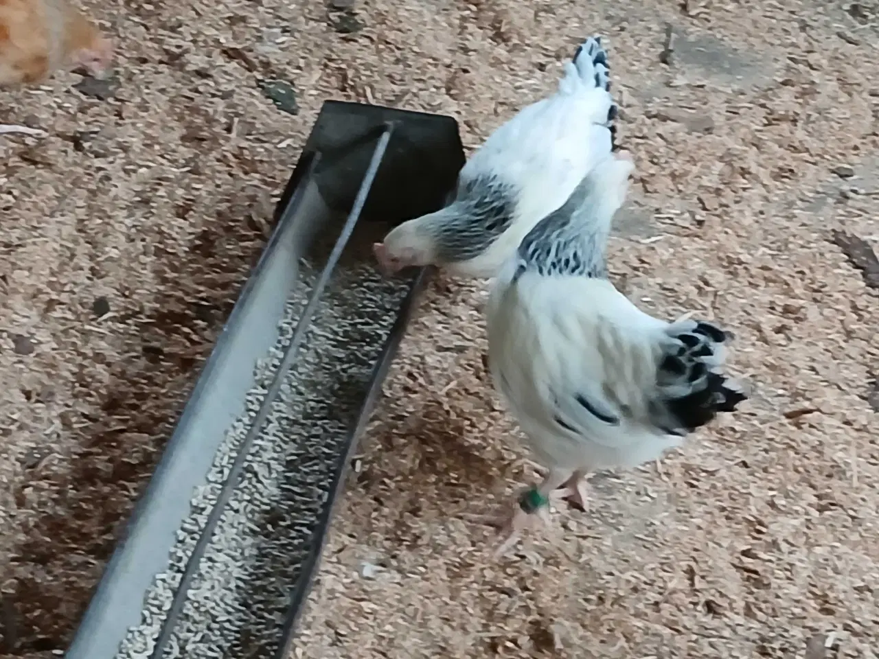 Billede 1 - hvid sort dværg Sussex