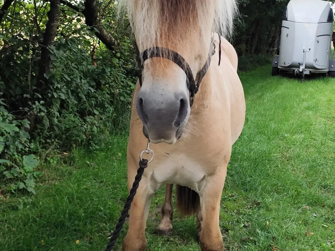 Billede 2 - Fjordhest, 2 år, 150 cm