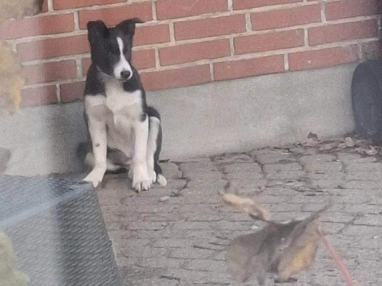 Billede 6 - Skøn Border Collie tæve