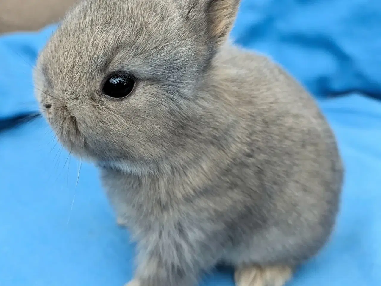 Billede 1 - Hermelin kaninunge sælges