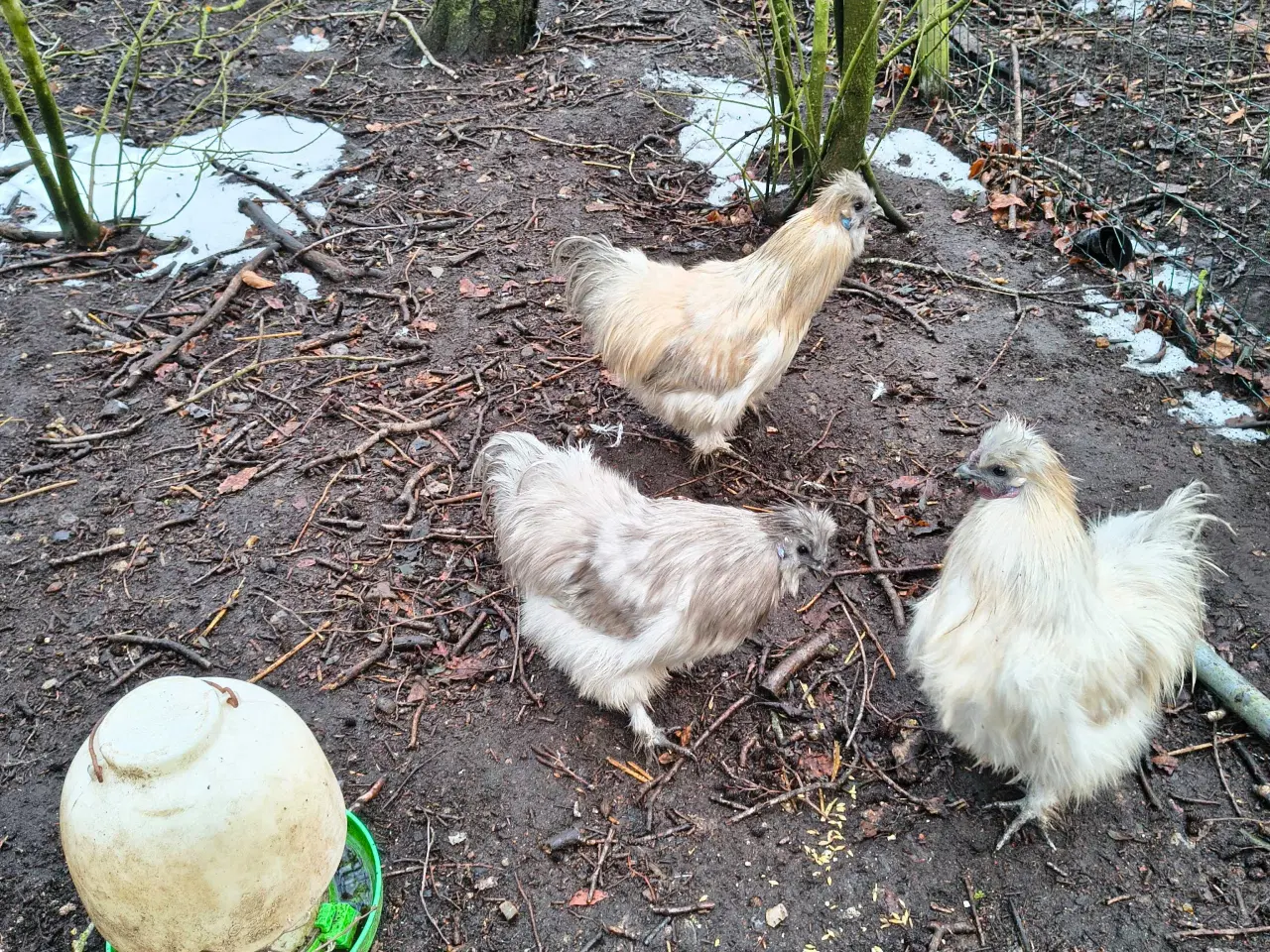 Billede 1 - Silke haner 