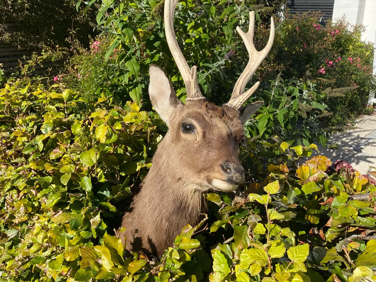 Billede 1 - Sika trofæ skuldermonteret