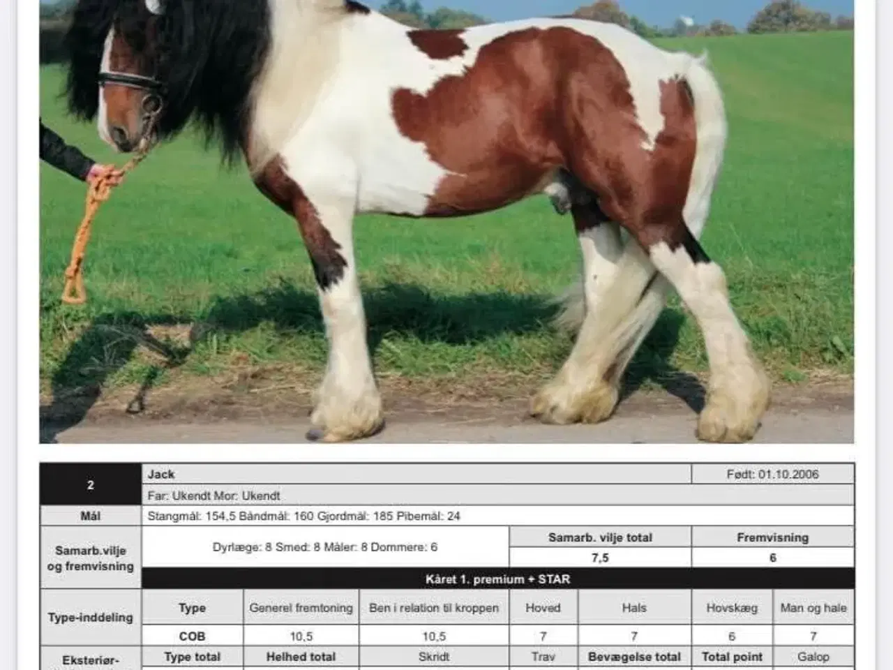 Billede 5 - Smuk tinker hingst