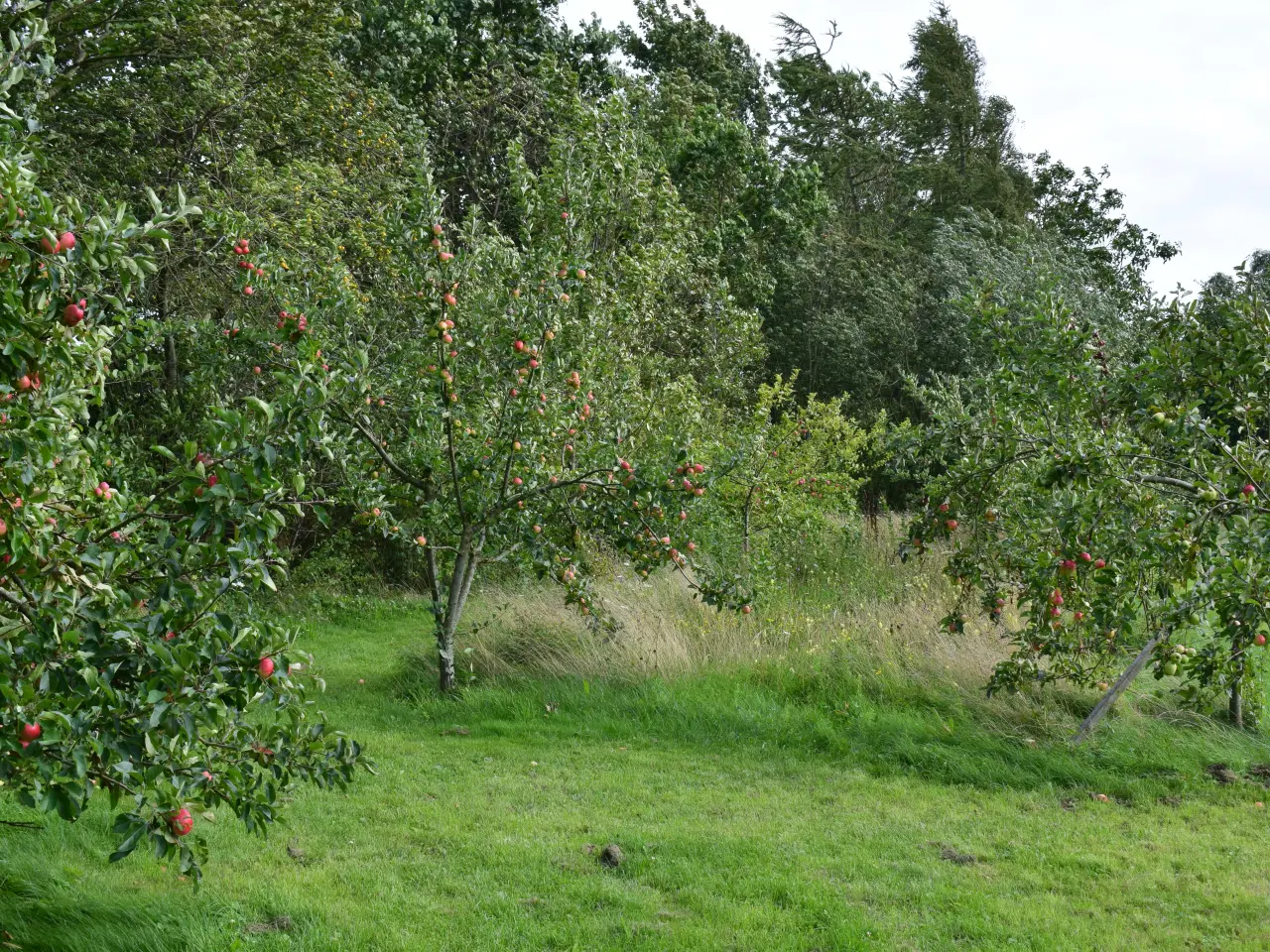 Billede 8 - Æbletræer - mange sorter
