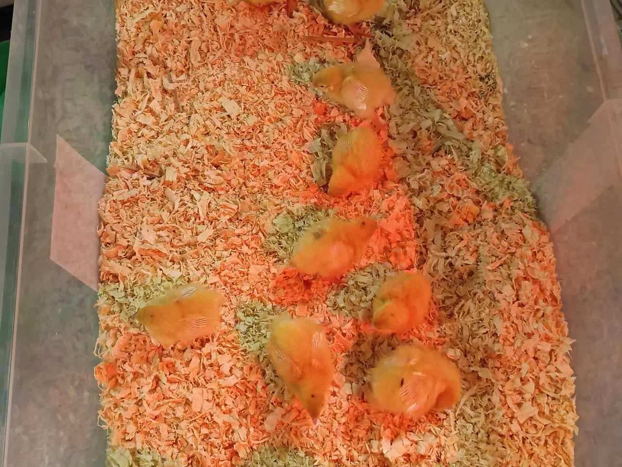 Billede 2 - Daggamle vagtel kyllinger