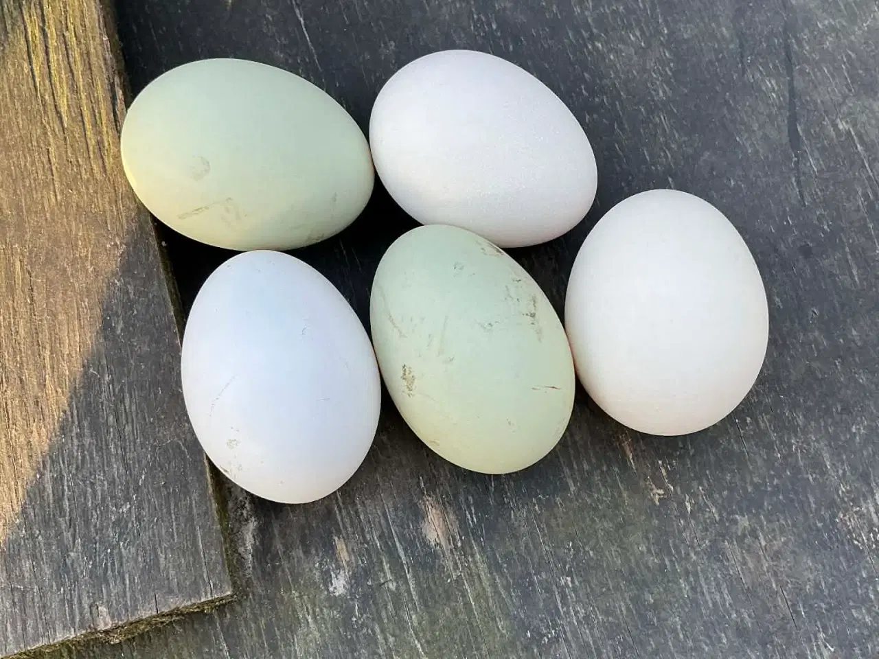 Billede 4 - EKSTREMT PRODUKTIVE - Rugeæg fra dværghøns