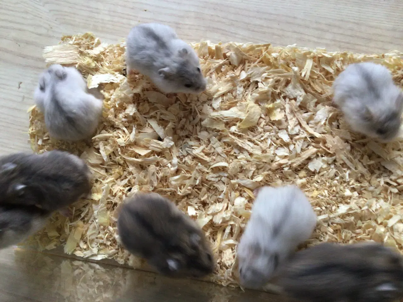 Billede 3 - Cambells hamster