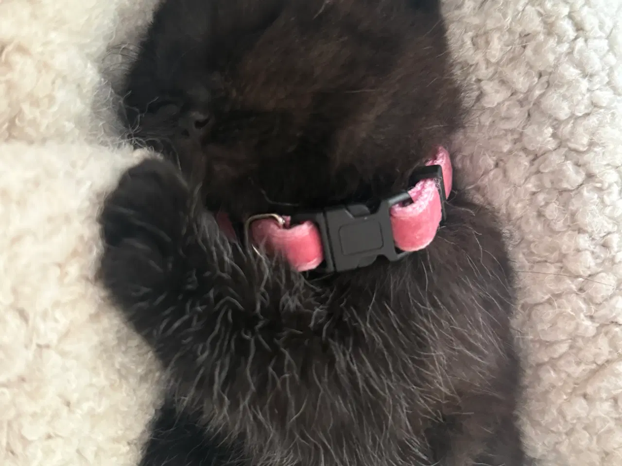 Billede 8 - British shorthair til salg 