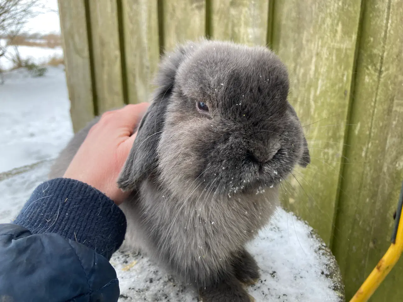 Billede 1 - Micro lille Minilop dreng søger nyt hjem