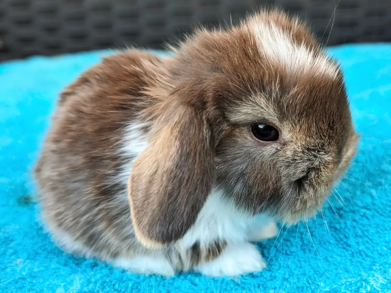 Billede 3 - Minilop kaninunge sælges