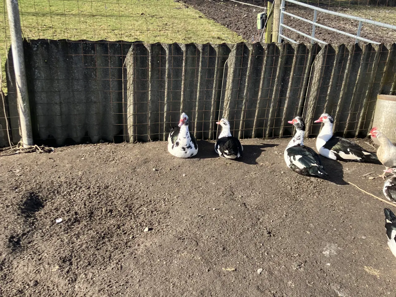 Billede 1 - Mouskusænder