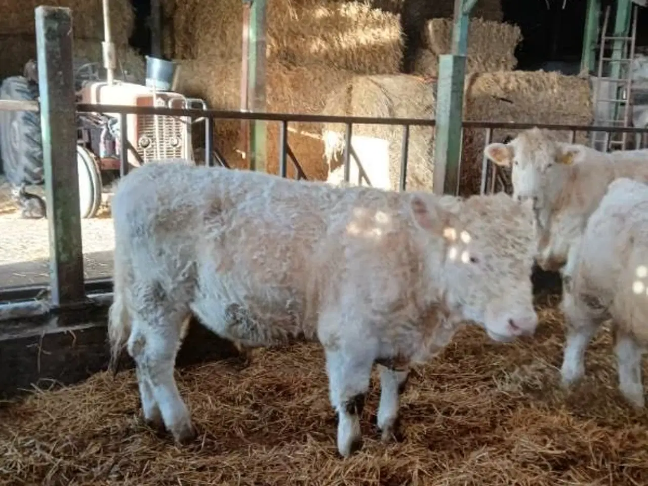 Billede 2 - Charolaistyr avlstyr kvæg