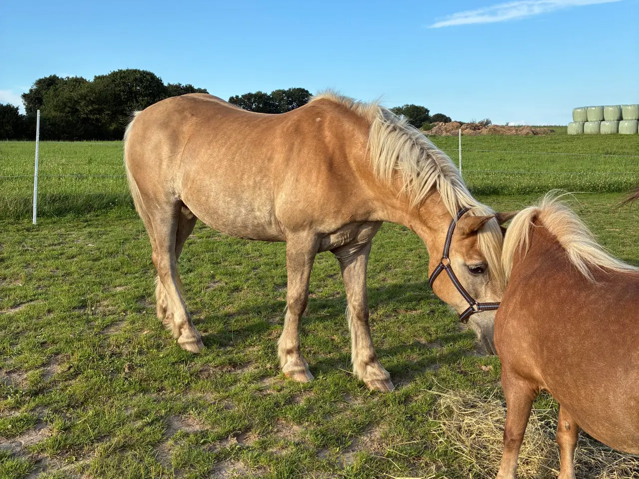 Billede 8 - Super sød haflinger