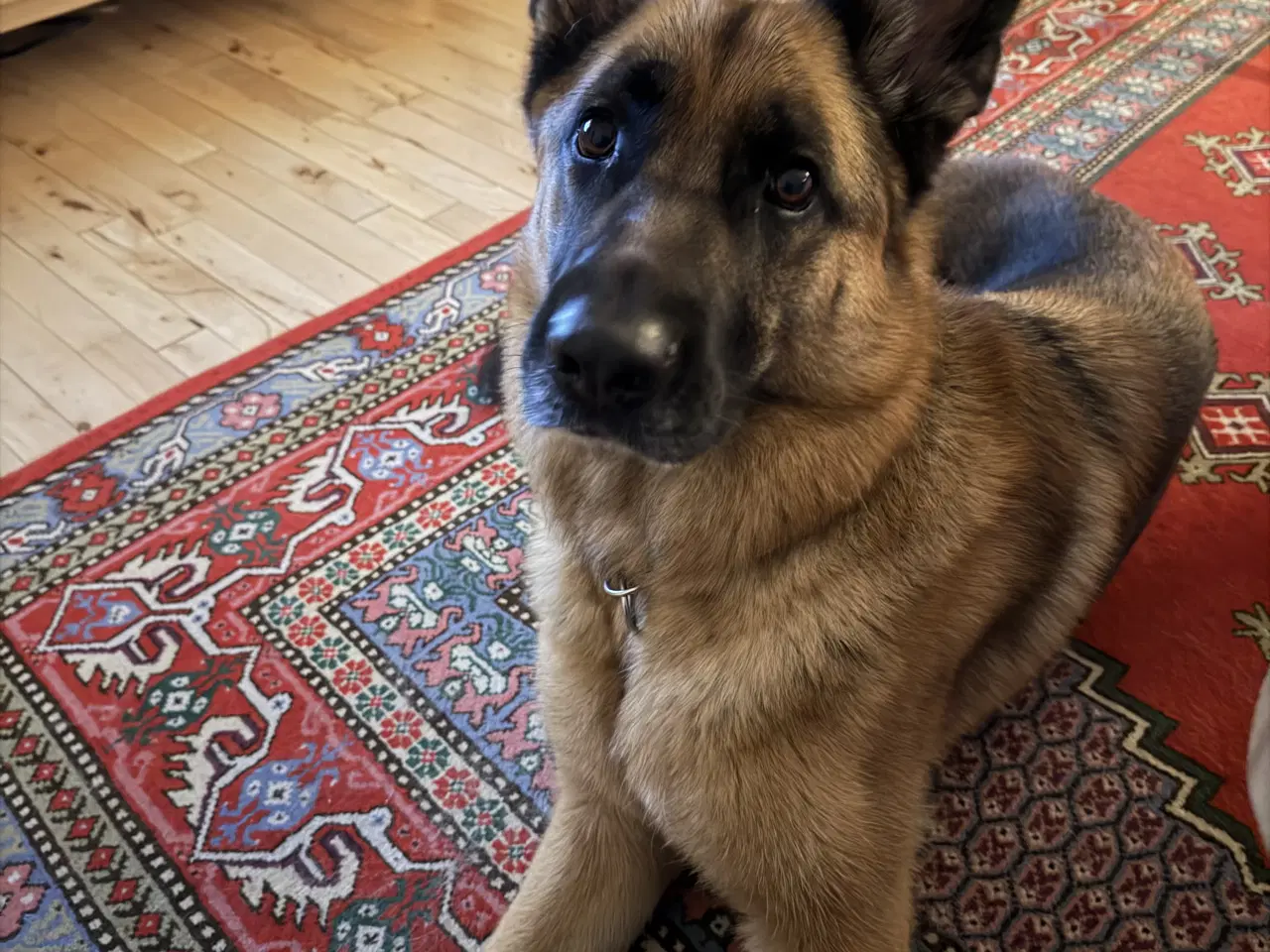 Billede 5 - Schæferhund skøn tæve