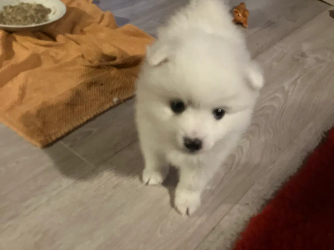 Billede 1 - Alletiders lille snebold