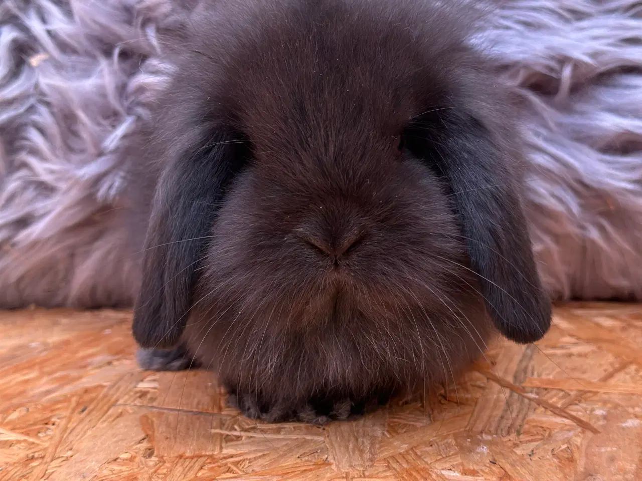 Billede 3 - Mini Lion lop