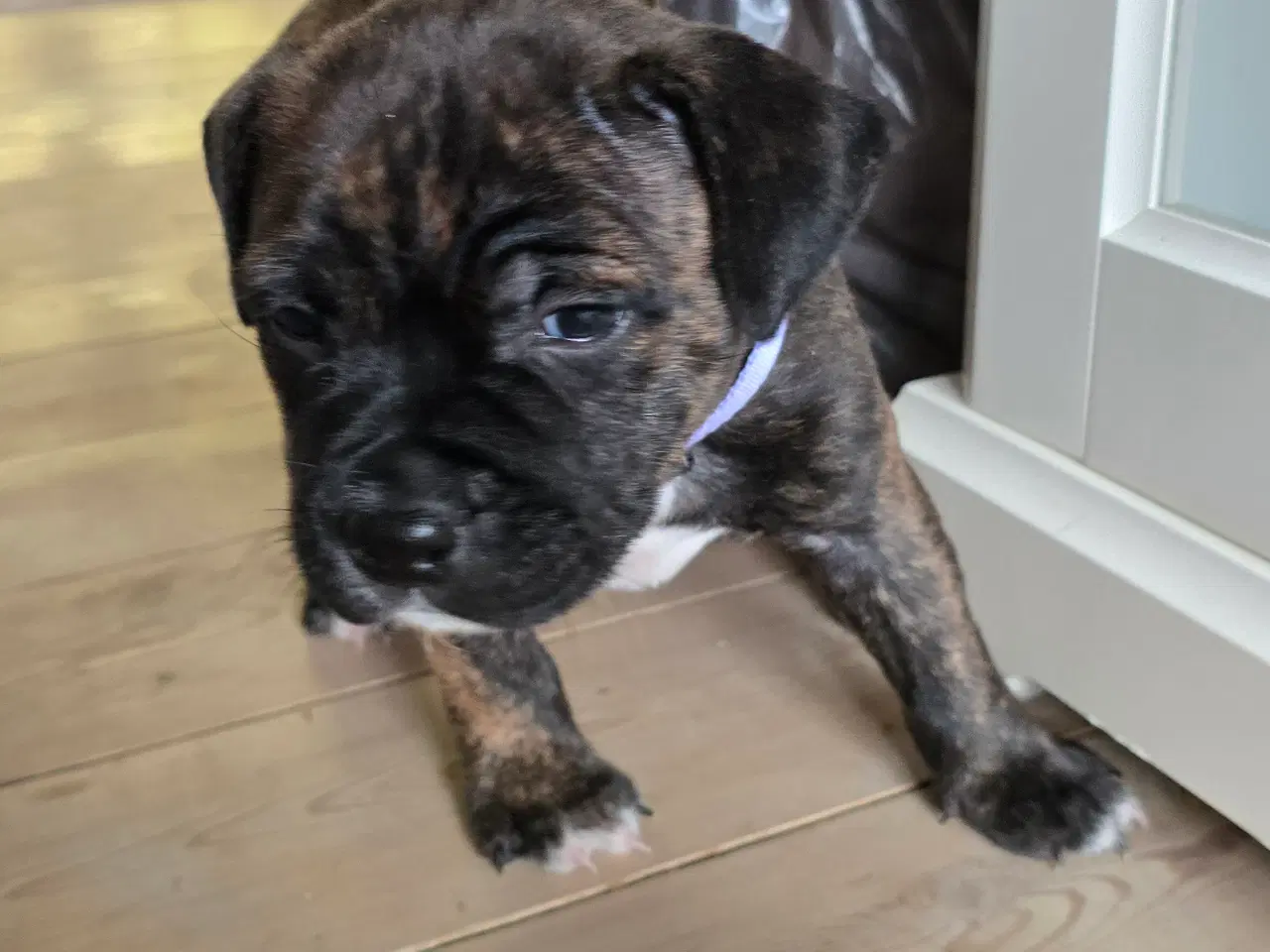 Billede 1 - Staffordshire Bullterrier hvalpe