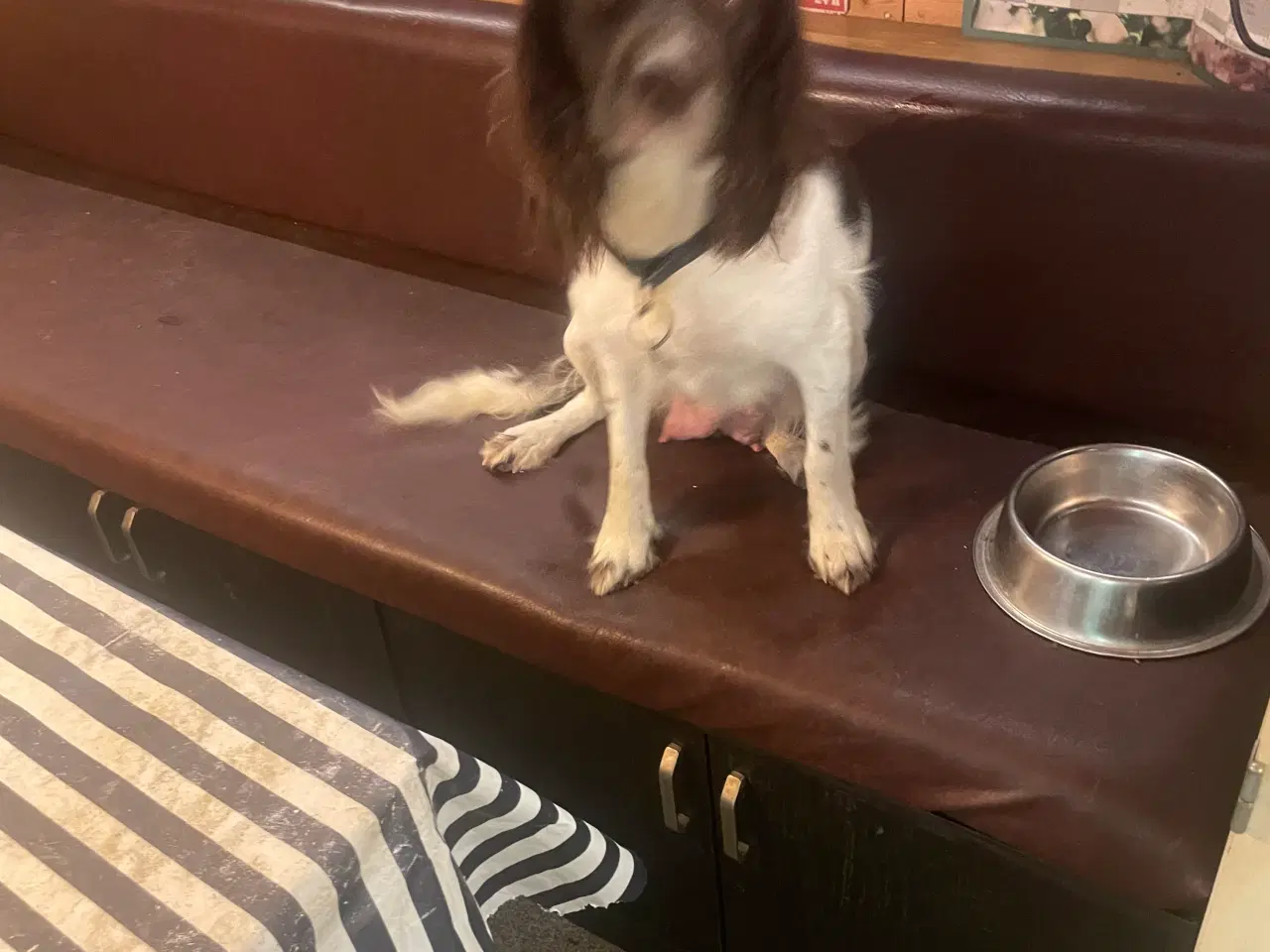 Billede 6 - Springer spaniel