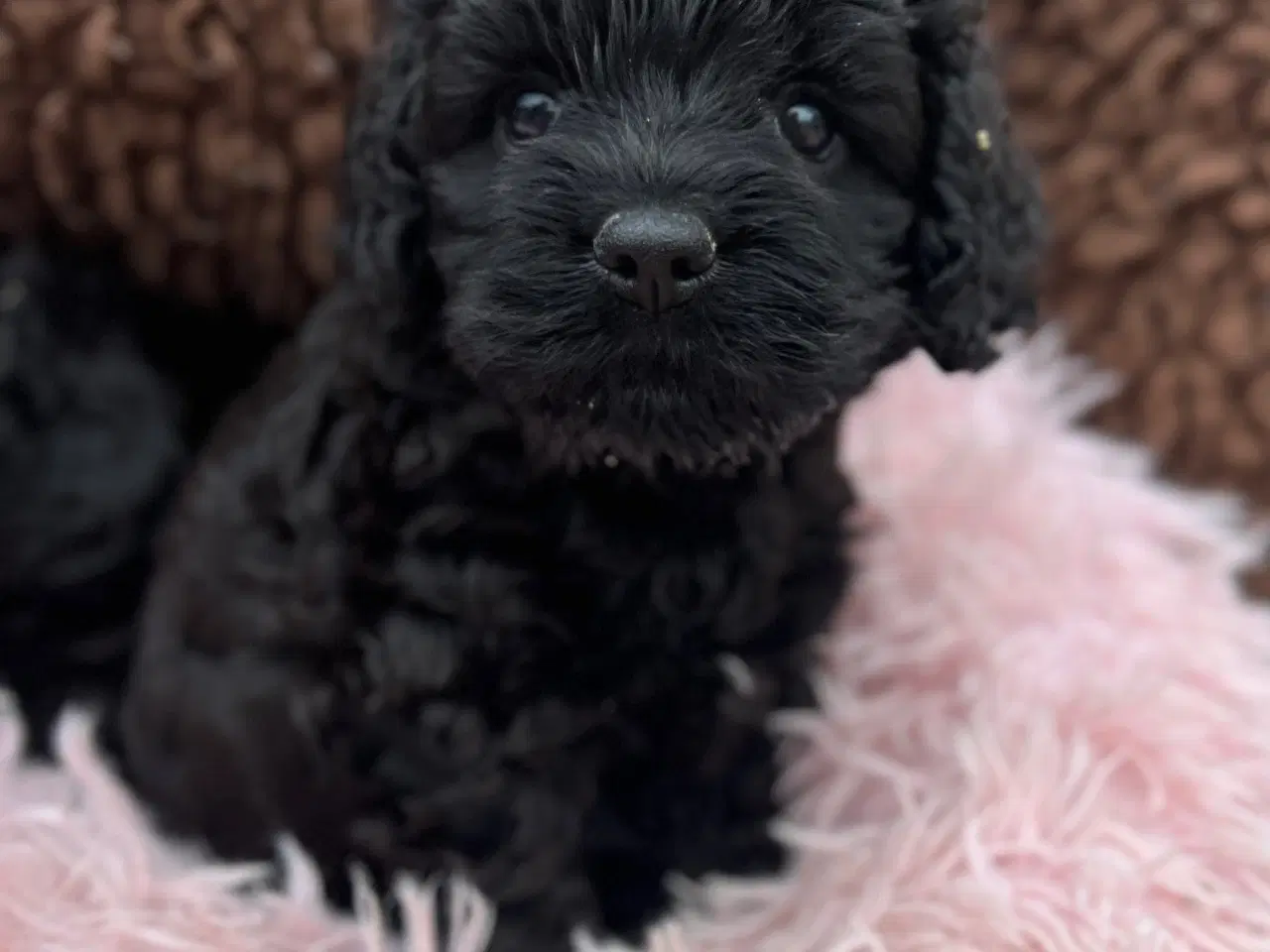 Billede 9 - Merlefarvet Cockapoo 