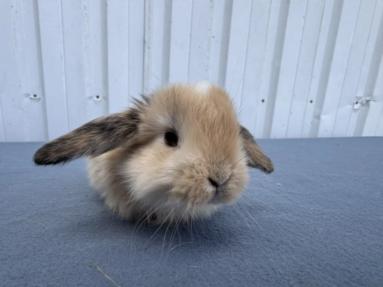 Billede 7 - Dværgvædder/Mini lop hunkanin 