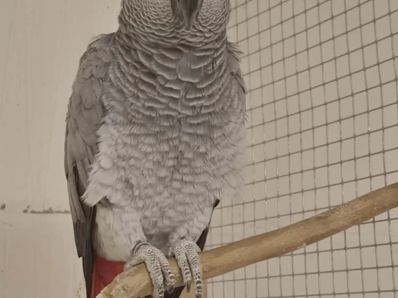 Billede 5 - 2 x Grå jaco & 1x Venuezela -papegøjer fælles hjem