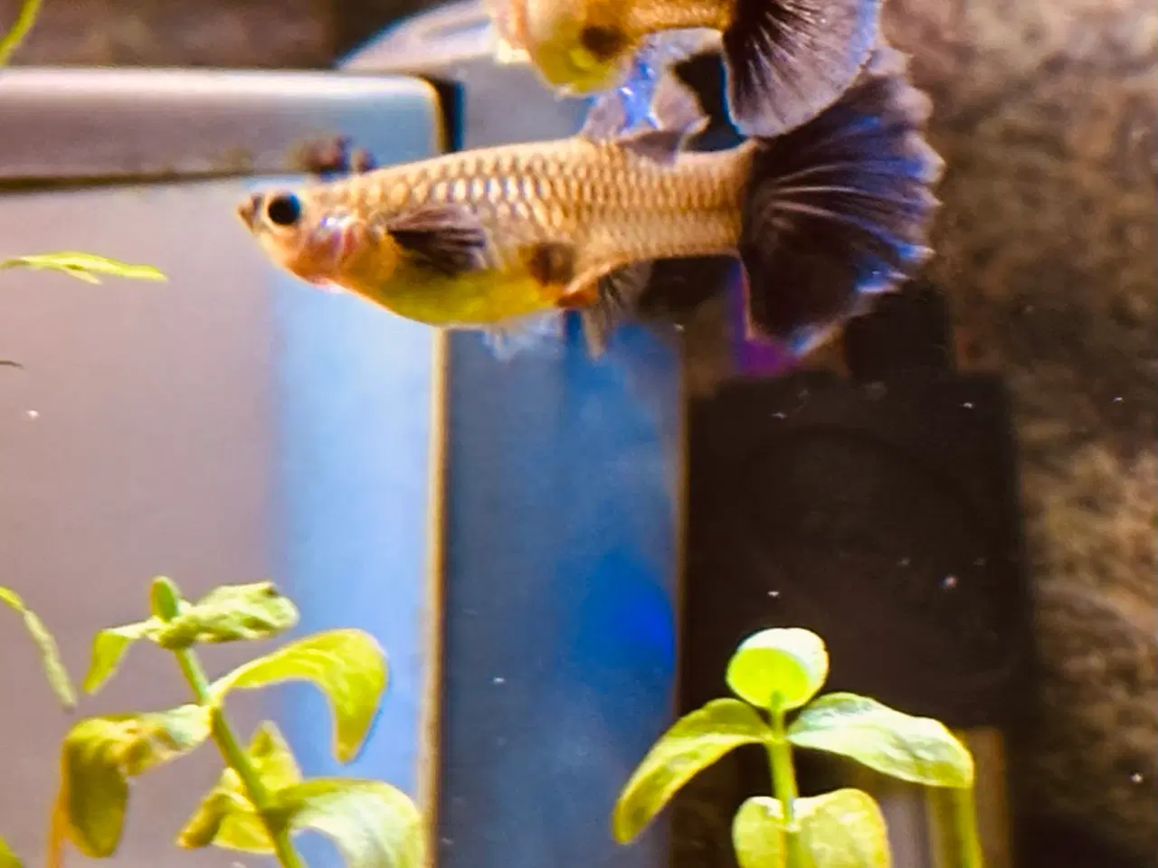 Billede 8 - Renstammede guppyer