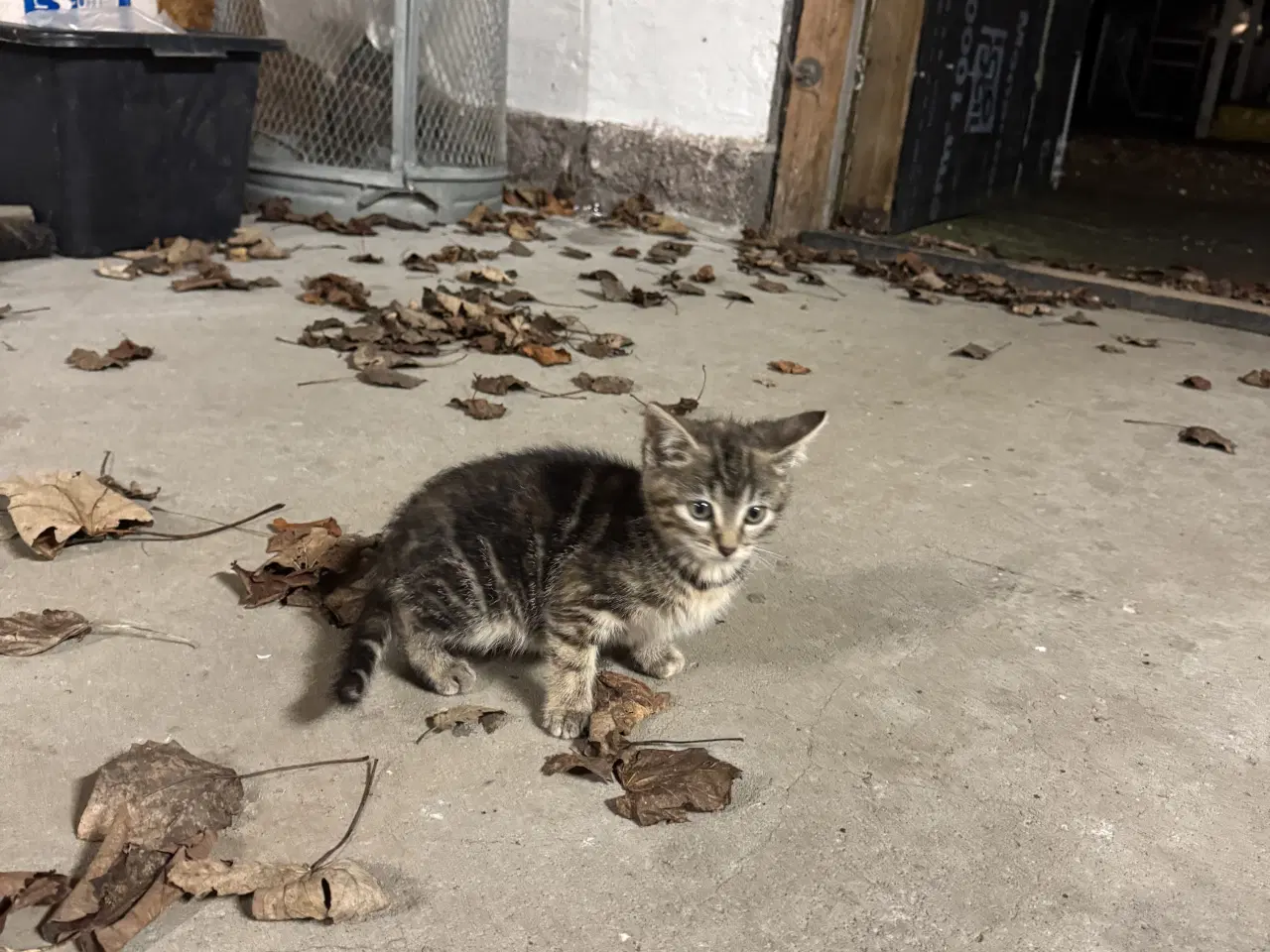 Billede 3 - Kattekillinger bortgives