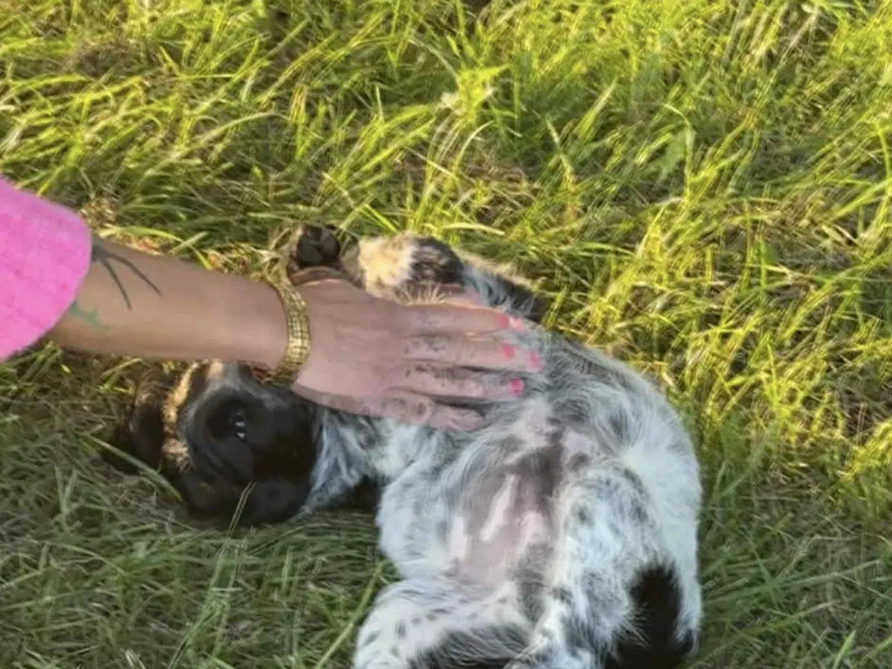 Billede 3 - Engelsk springer spaniel