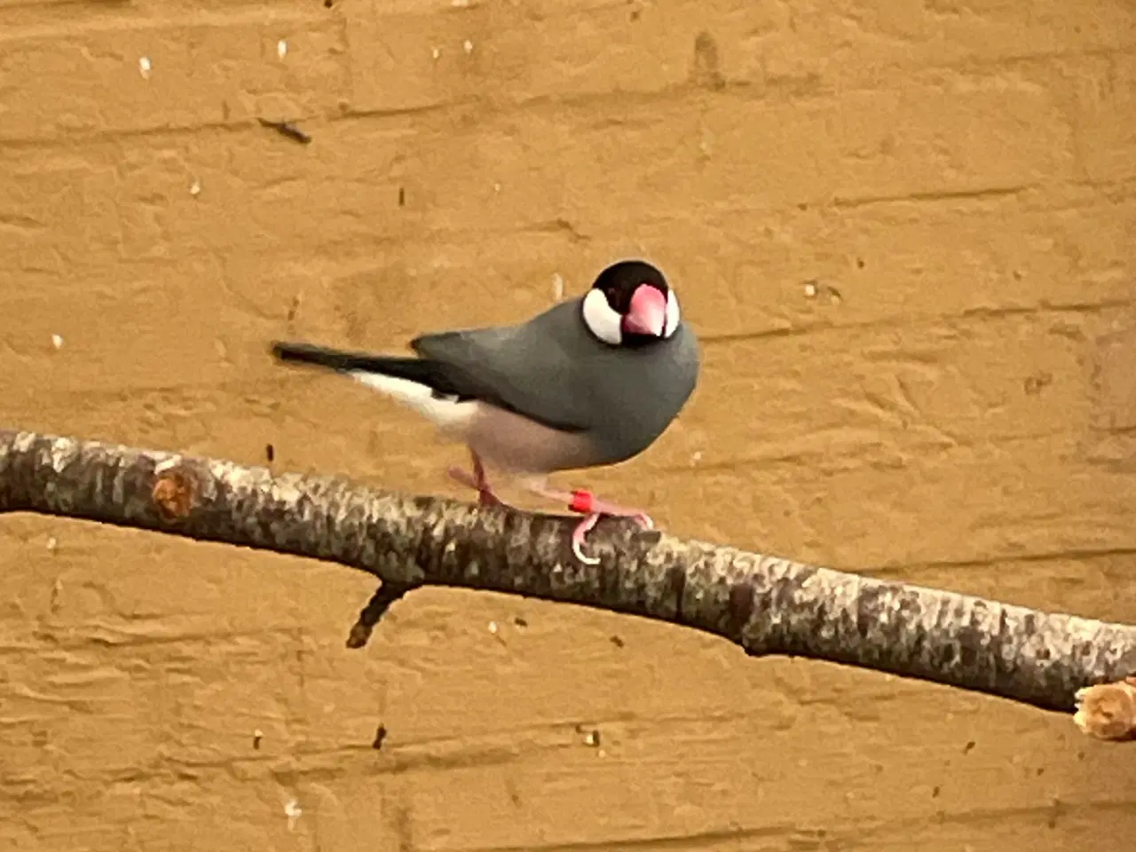 Billede 4 - Risfugle