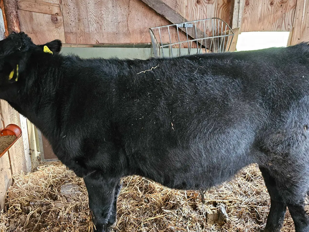 Billede 1 - Angus tyr