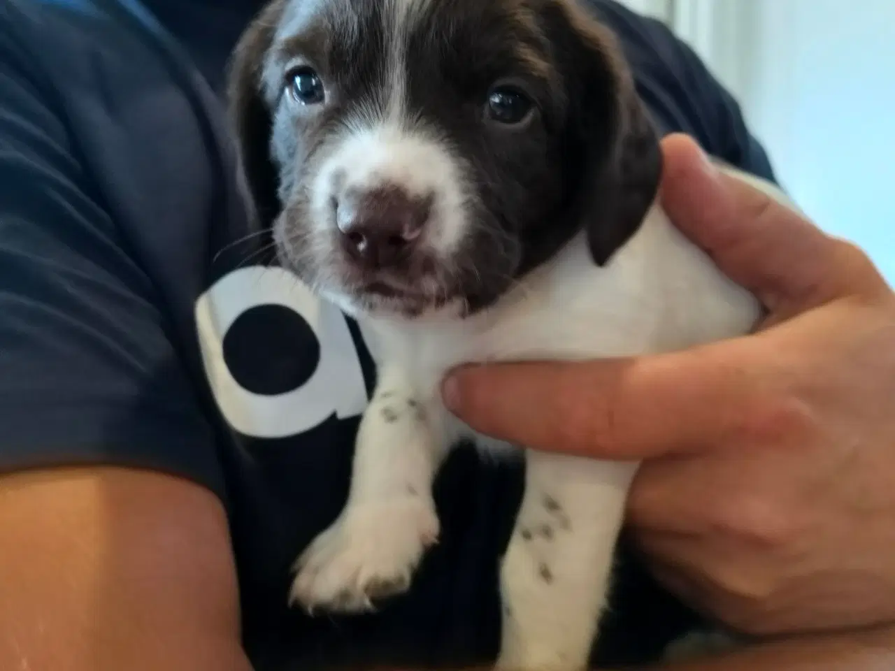 Billede 11 - Springer spaniel klar den 4 august til nyt hjem. 