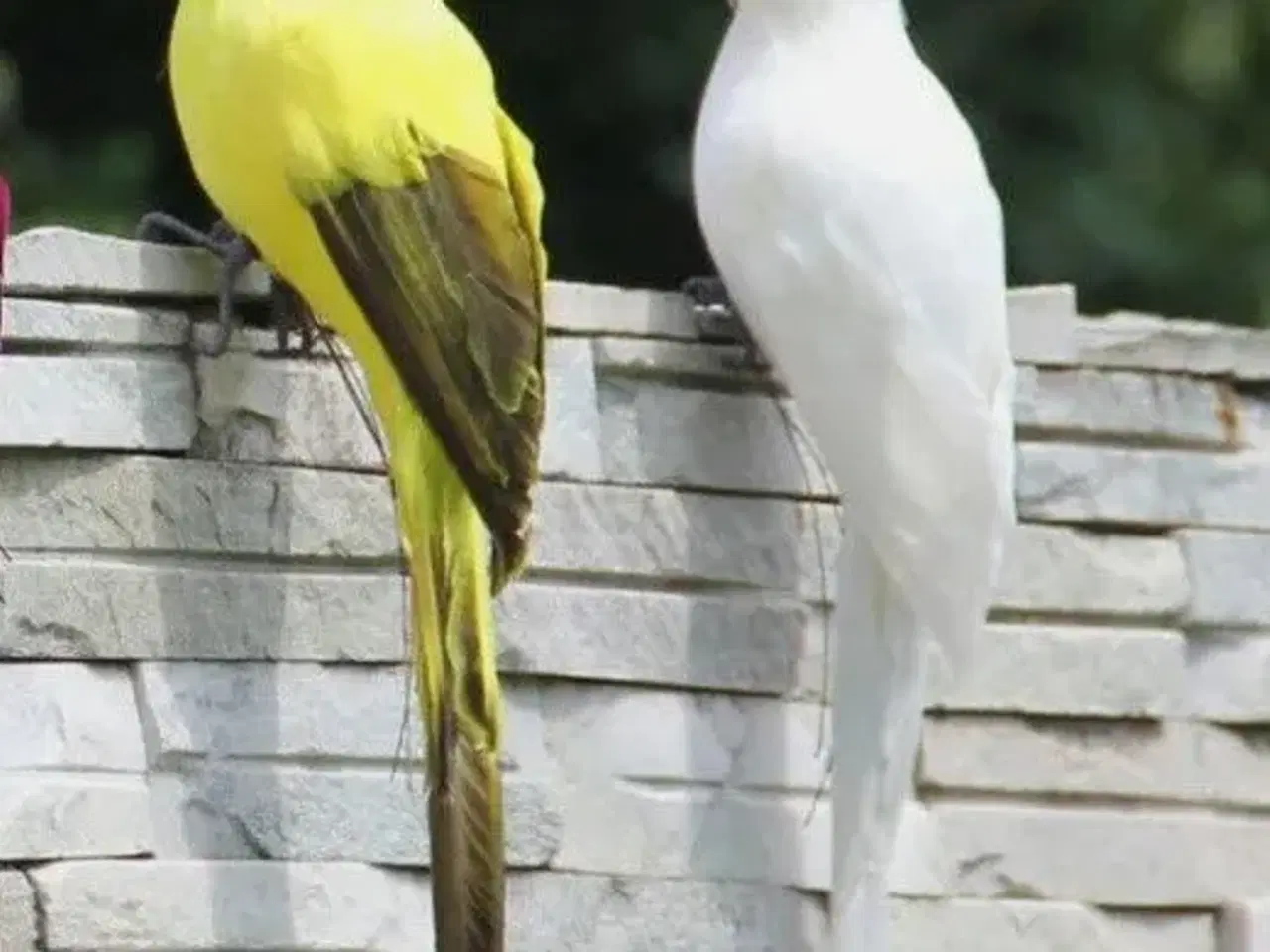 Billede 3 - Kunstige naturtro papegøjer