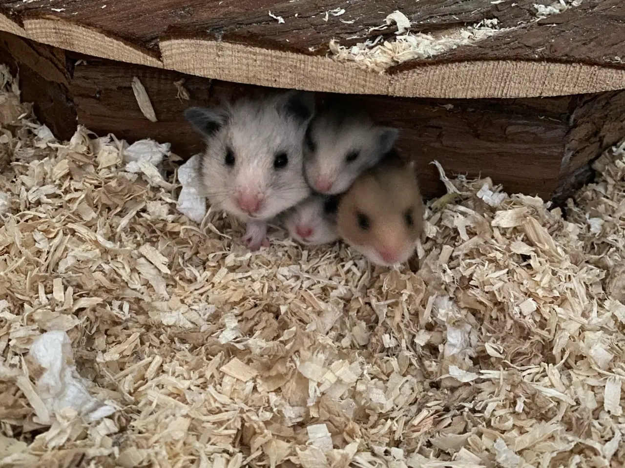 Billede 2 - Hamster unger